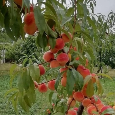 Персик ВУЛКАН в Липецке