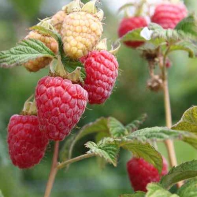 Малина МОЛЛИНГ ДЖУНО в Липецке