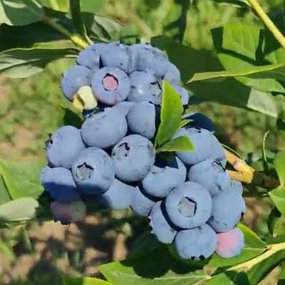 Голубика МЕГАС БЛЮ в Липецке