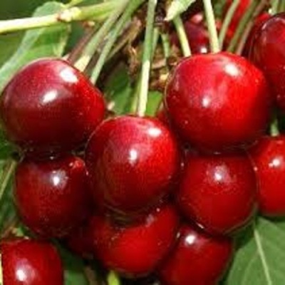 Черешня МИНЧАНКА в Липецке