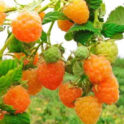 Малина ЗОЛОТЫЕ КУПОЛА в Липецке