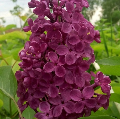 Сирень ИНДИЯ в Липецке