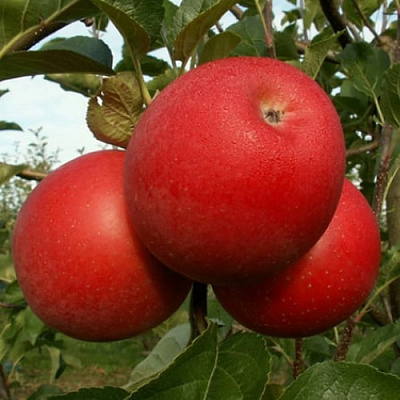 Яблоня БОГЕМИЯ в Липецке