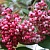 Рябина COREAL сладкоплодная в Липецке