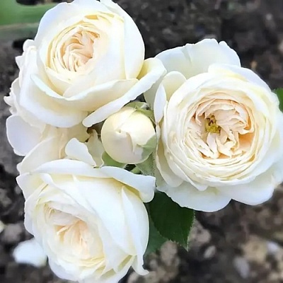 Роза АРТЕМИС шраб в Липецке