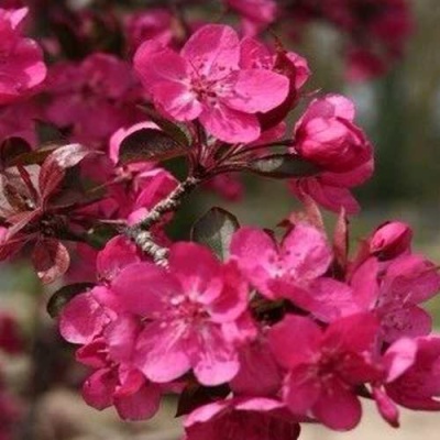Яблоня РЕД КЕТТИ в Липецке