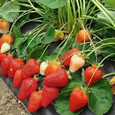Клубника РОКСАНА в Липецке