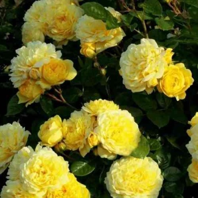 Роза АНИ ДЮПРЕЙ флорибунда в Липецке
