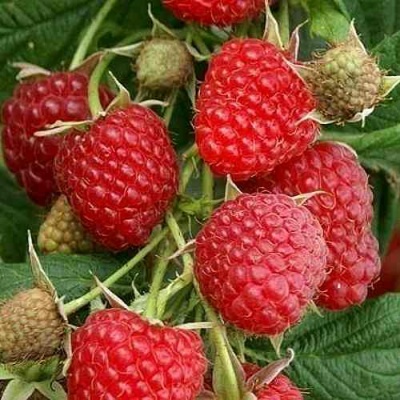 Малина ГЛЕН АМПЛ в Липецке