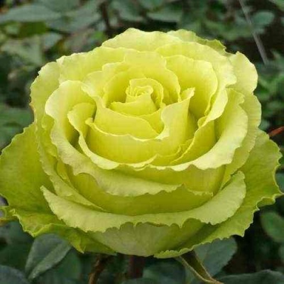 Роза ЛИМБО (ДОЛЛАР) чайно-гибридная  в Липецке