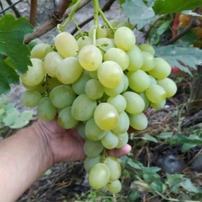 Виноград ВАНЮША в Липецке