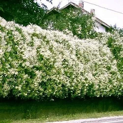 Фаллопия в Липецке