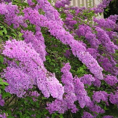 Сирень КИТАЙСКАЯ в Липецке