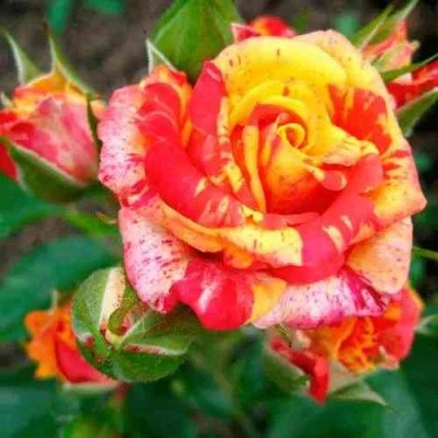 Роза ФАЙЕР ФЛЕШ спрей в Липецке