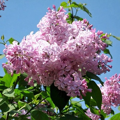 Сирень БУФФОН в Липецке