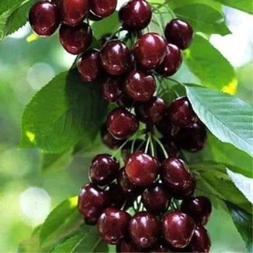 Черешня УДИВИТЕЛЬНАЯ в Липецке
