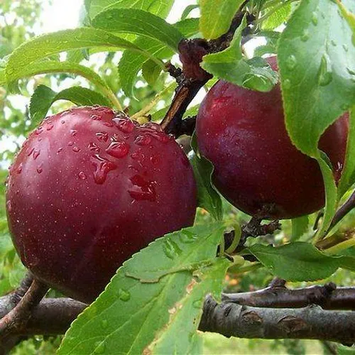 Слива КЛЕОПАТРА в Липецке
