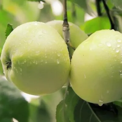 Саженцы яблони оптом в Липецке