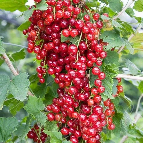 Смородина красная РЕД ЛЕЙК в Липецке