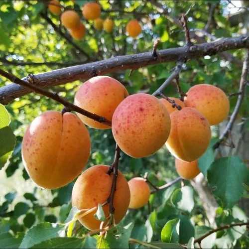 Абрикос ЖЕРДЕЛА в Липецке