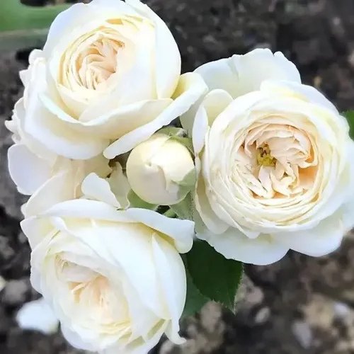 Роза АРТЕМИС шраб в Липецке