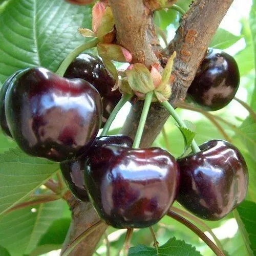 Черешня МУСКАТНАЯ в Липецке