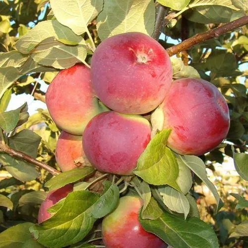 Яблоня ОРЛИК в Липецке